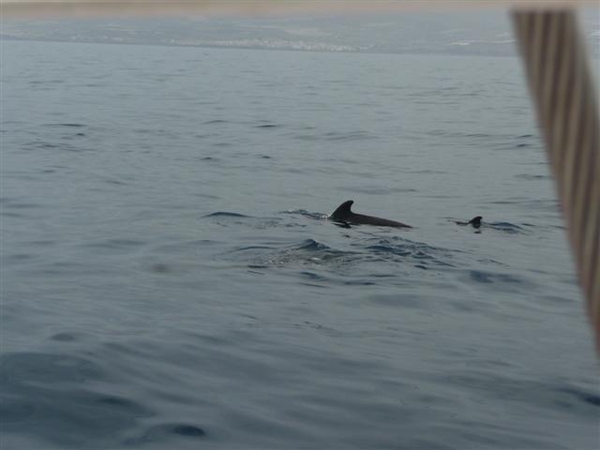 20120310 12u38  Spanje Tenerife colon guanahani 194