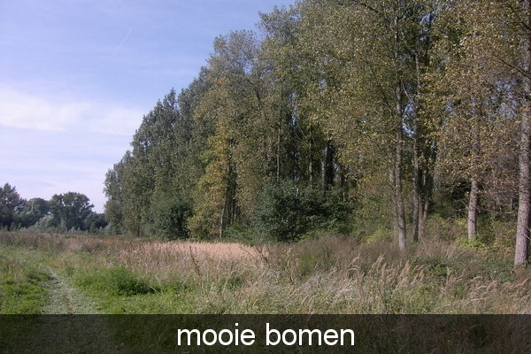 mooie bomen