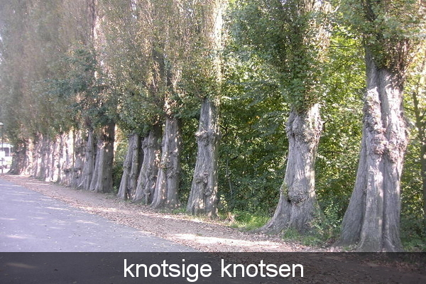 knotsige knotsen