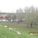 Doornenburg, 31 maart 2012 023