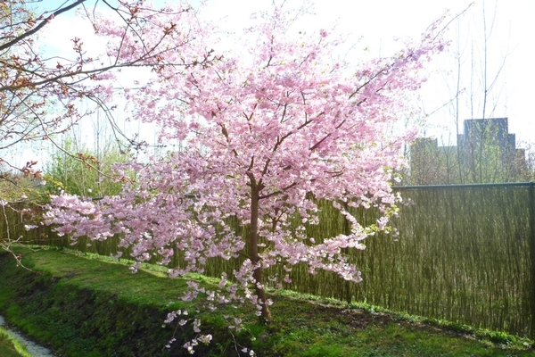 JAPANSE TUIN 5