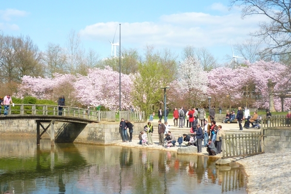 JAPANSE TUIN 7