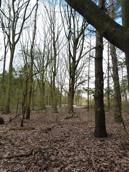 41-Kloosterbos-natuur-en heidegebied