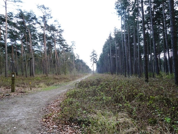 49-Kloosterbos met 8km wandelpaden