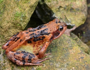 Bruine kikker (Rana temporaria).