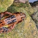 Bruine kikker (Rana temporaria).