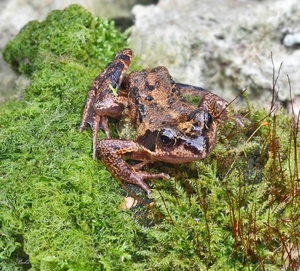 Bruine kikker (Rana temporaria).