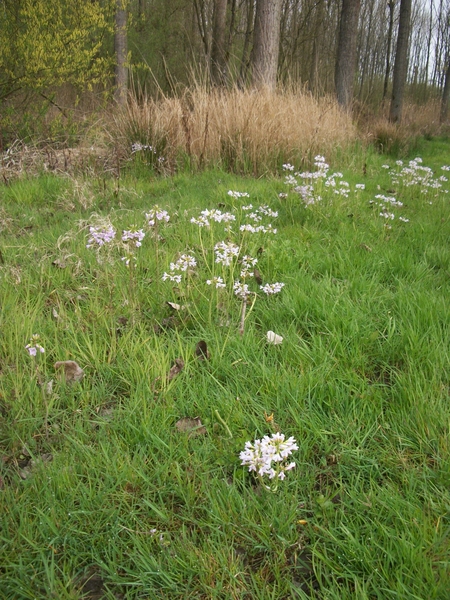 044-Pinksterbloemen in bloei