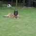 dit was onze vriend Ringo