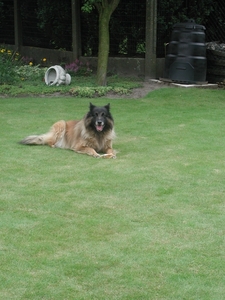 dit was onze vriend Ringo