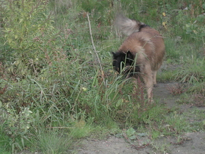 aan de kleiputten in Niel