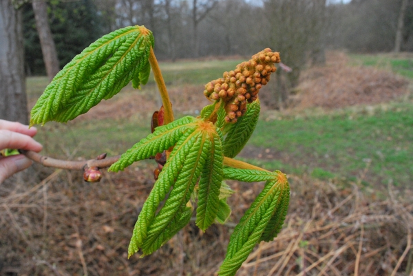 2012-04-03 JanMed Grotenhoutbos Vossel  (101)