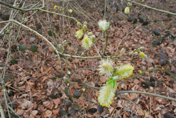 2012-04-03 JanMed Grotenhoutbos Vossel  (102)