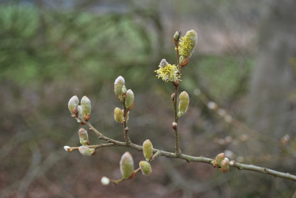 2012-04-03 JanMed Grotenhoutbos Vossel  (104)