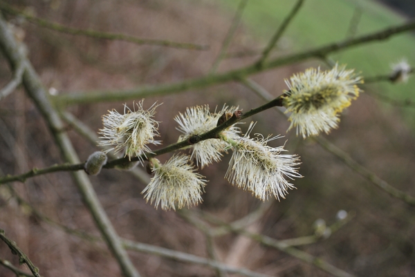 2012-04-03 JanMed Grotenhoutbos Vossel  (105)