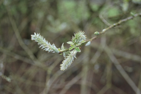 2012-04-03 JanMed Grotenhoutbos Vossel  (108)