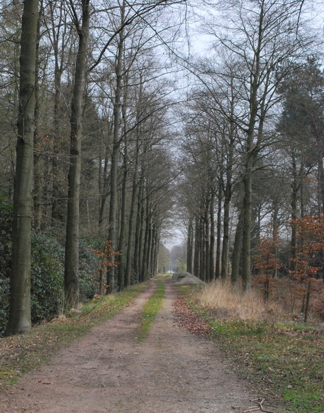 2012-04-03 JanMed Grotenhoutbos Vossel  (11)