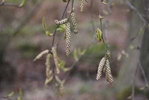 2012-04-03 JanMed Grotenhoutbos Vossel  (112)