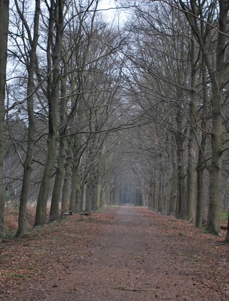 2012-04-03 JanMed Grotenhoutbos Vossel  (130)