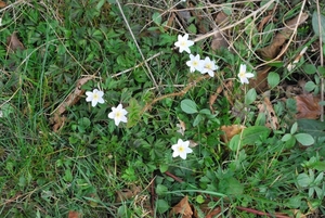 2012-04-03 JanMed Grotenhoutbos Vossel  (177)