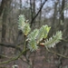 2012-04-03 JanMed Grotenhoutbos Vossel  (184)