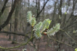 2012-04-03 JanMed Grotenhoutbos Vossel  (184)