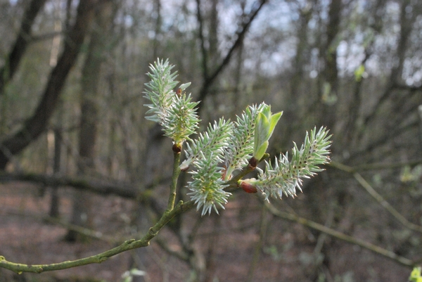 2012-04-03 JanMed Grotenhoutbos Vossel  (184)
