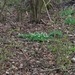 2012-04-03 JanMed Grotenhoutbos Vossel  (52)