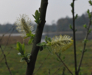 2012-04-03 JanMed Grotenhoutbos Vossel  (60)