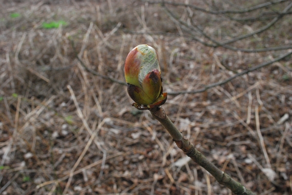 2012-04-03 JanMed Grotenhoutbos Vossel  (91)