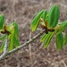 2012-04-03 JanMed Grotenhoutbos Vossel  (94)