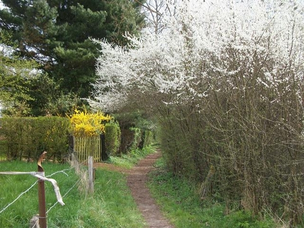 77-Terug door domeinbos naar Haaltert