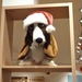 Hush Puppy