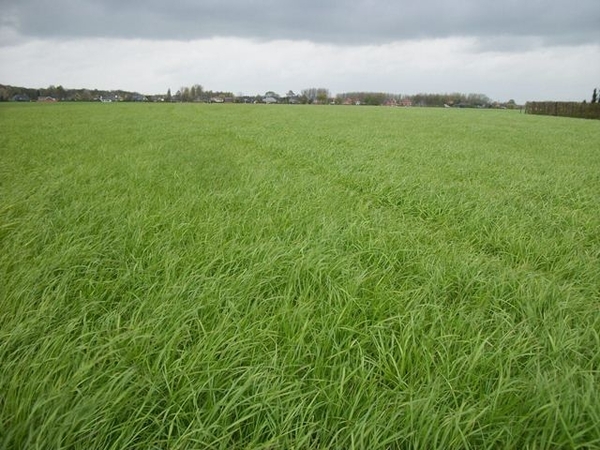 092-Langs Moortelbos in Hingene