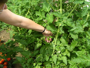 De eerste tomaten
