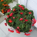 Begonia's