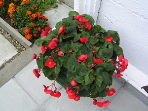 Begonia's