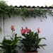 Canna's