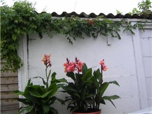 Canna's