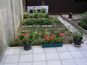 Mijn tuin in het voorjaar
