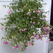 Fuchsia's