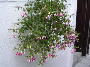 Fuchsia's
