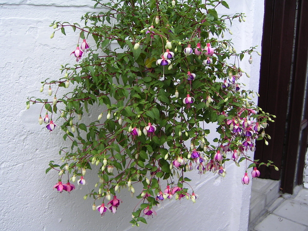 Fuchsia's