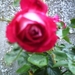de rozen van pp in els haar tuin