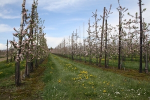 bloesemtocht 2012 101