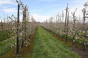 bloesemtocht 2012 102