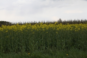 bloesemtocht 2012 115