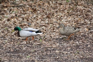 bloesemtocht 2012 121