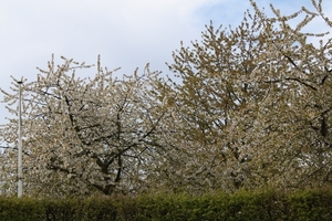 bloesemtocht 2012 132