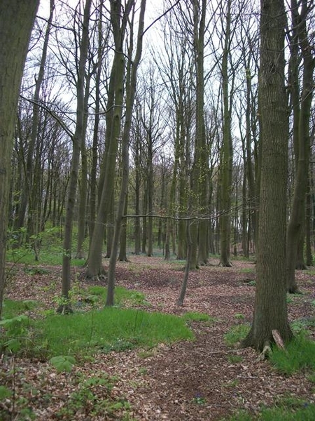 034-Boelarebos-Overboelare